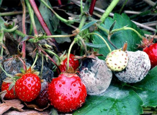 Зенга Зенгана - известный и любимый сорт садовой клубники
