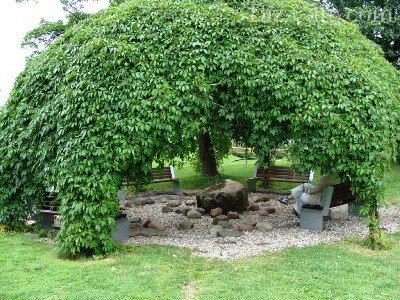 «Живая» беседка из стволов деревьев: как вырастить каркас необычной конструкции
