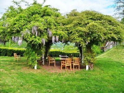 «Живая» беседка из стволов деревьев: как вырастить каркас необычной конструкции