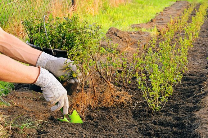 Живая изгородь из барбариса: сорта, уход и возможные сложности