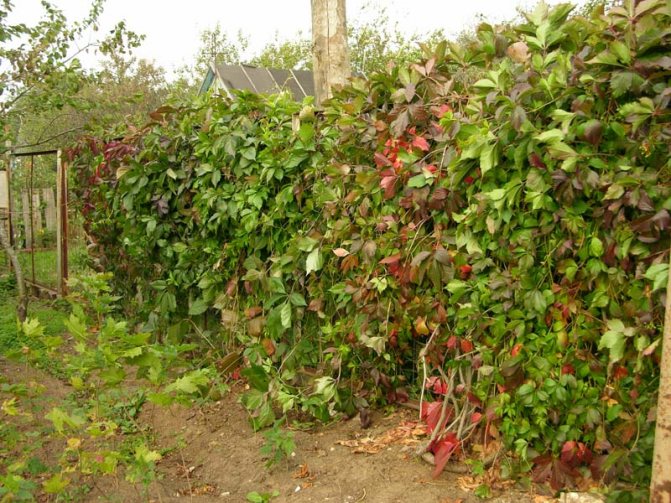 Изгородь из винограда девичья: выращивание, стрижка, характеристики