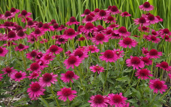 Цветок эхинацея пурпурная: посадка и уход, выращивание в сельской местности, фото