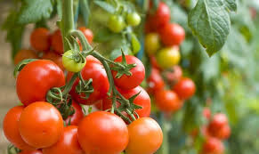 Характеристика и описание сорта томата Клуша, его урожайность