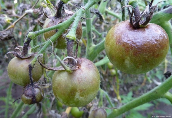 Как бороться с ложной мучнистой росой на помидорах в теплицах и в открытом грунте