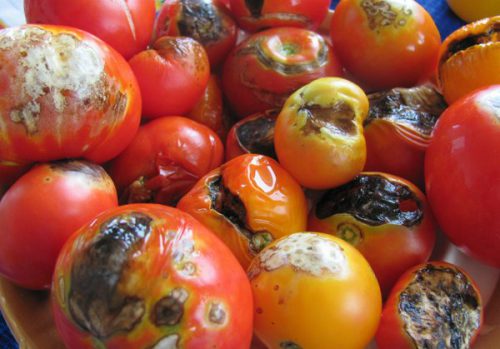 Как бороться с ложной мучнистой росой на помидорах в теплицах и в открытом грунте
