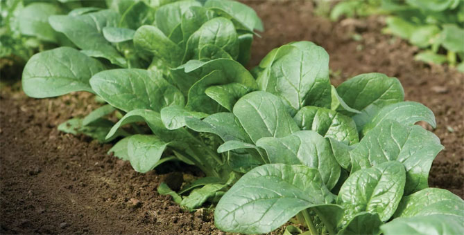 Как вырастить шпинат на открытом воздухе, в горшках?