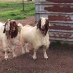 Описание и характеристика бурских коз, правила их содержания
