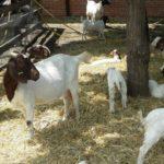 Описание и характеристика бурских коз, правила их содержания