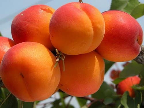 Описание и характеристика любимого сорта абрикоса, история и особенности выращивания