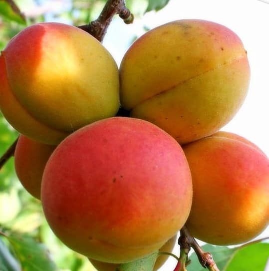 Описание и характеристика любимого сорта абрикоса, история и особенности выращивания