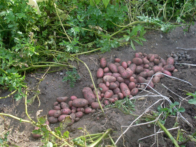 Описание сорта картофеля Росара, фото, отзывы дачников
