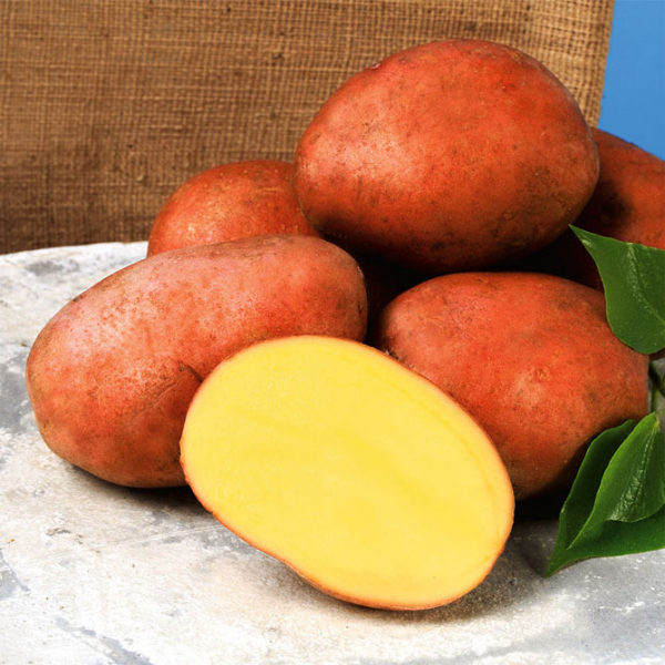 Описание сорта картофеля Росара, фото, отзывы дачников