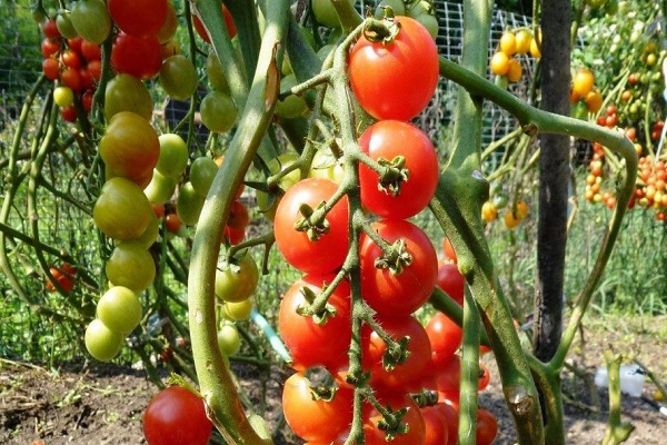 Описание сорта томатов Помисолка, его характеристики и урожайность