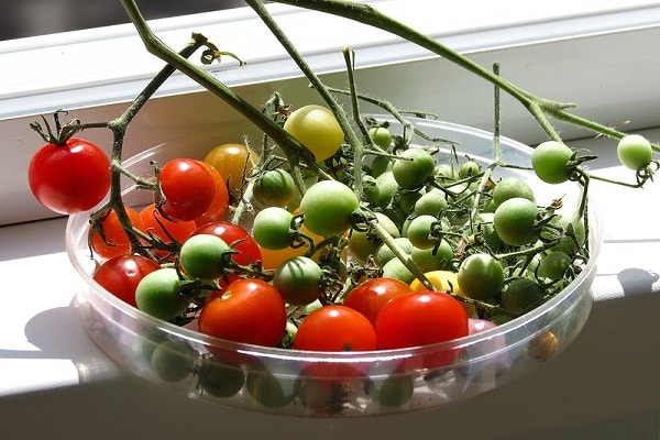 Описание сорта томатов Помисолка, его характеристики и урожайность