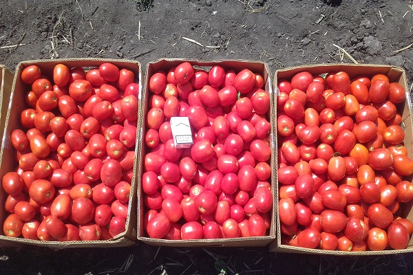 Описание сорта томатов Вернер, его характеристики и урожайность