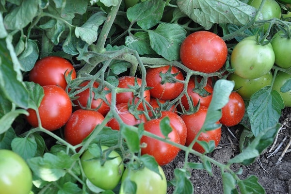 Описание сорта томатов Вернер, его характеристики и урожайность