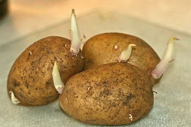 Сорта картофеля Вега - описание, отзывы садоводов, фото