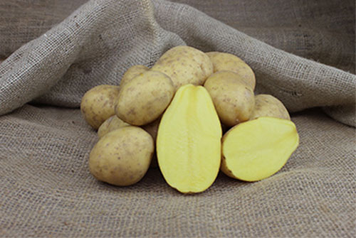 Сорта картофеля Вега - описание, отзывы садоводов, фото