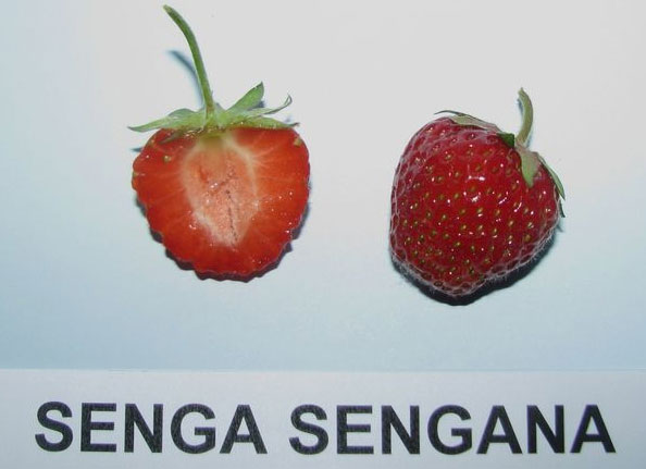 Сорта клубники Зенга Зенгана - описание, отзывы дачников, фото