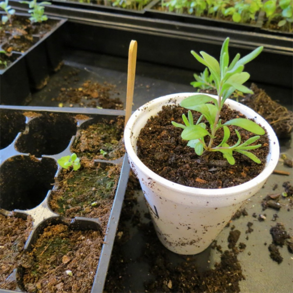 Выращиваем лаванду из семян в помещении
