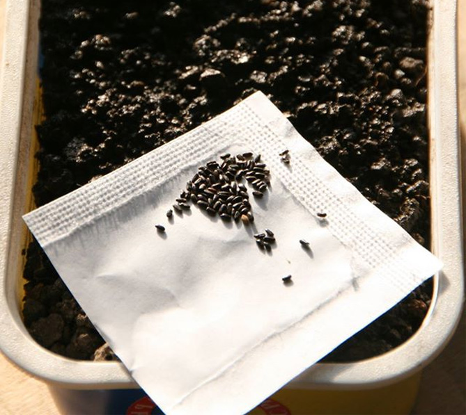 Выращиваем лаванду из семян в помещении