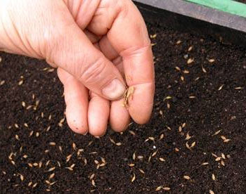 Агератум - растет из семян, при посадке на рассаду, в открытый грунт