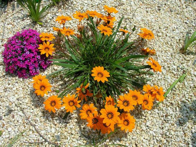 Цветок газания (гацания) - посадка в грунт, выращивание и уход, фото на клумбе