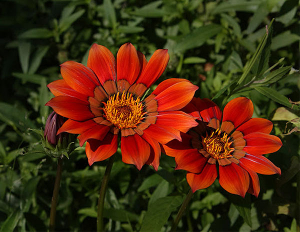 Цветок газания (гацания) - посадка в грунт, выращивание и уход, фото на клумбе