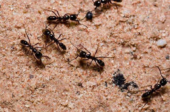 Как вывести муравьев в саду - народные средства