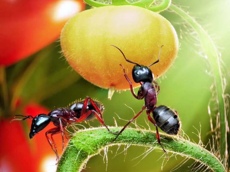 Как вывести муравьев в саду - народные средства
