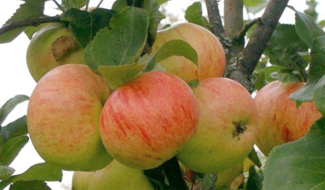 Сорта яблони Полосатая корица - описание, фото, отзывы садоводов
