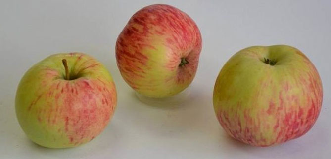 Сорта яблони Полосатая корица - описание, фото, отзывы садоводов