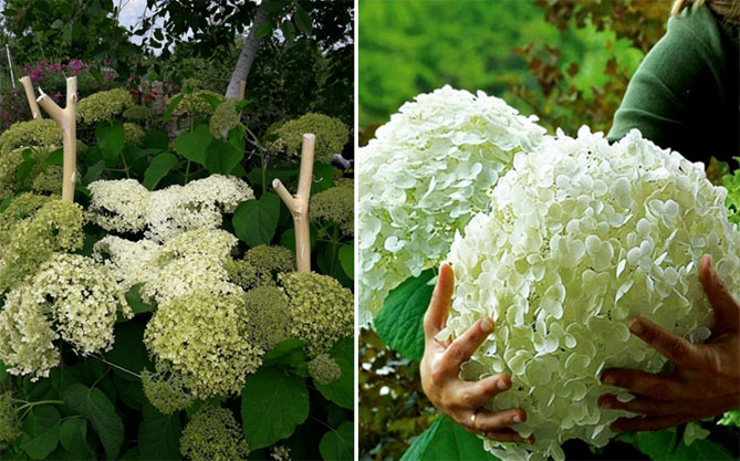 Гортензия метельчатая: сорта для русских садов, фото, названия и описание