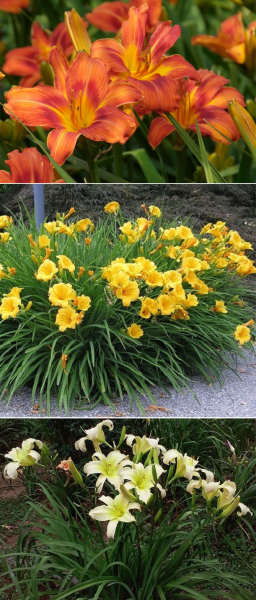 Многолетние садовые цветы для дачи — фото, названия, описание