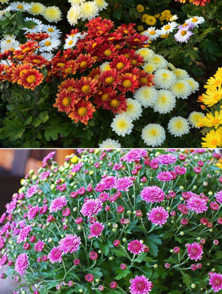 Многолетние садовые цветы для дачи — фото, названия, описание