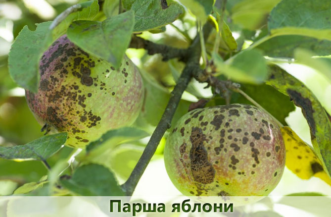 Жигулевское описание сорта яблони, отзывы садоводов, фото, морозостойкость