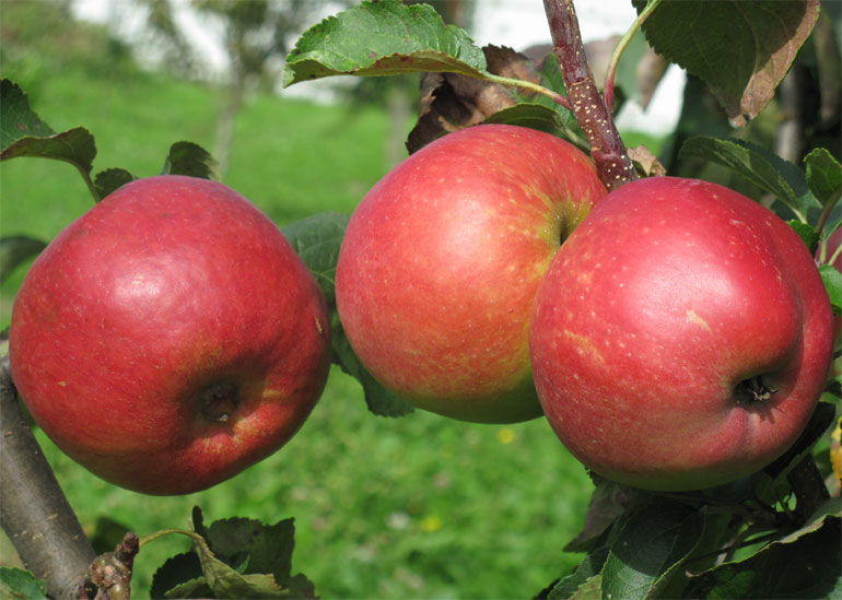 Жигулевское описание сорта яблони, отзывы садоводов, фото, морозостойкость