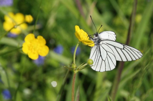 Бабочка капустная (белокочанная): описание, жизненный цикл, как бороться с вредителем