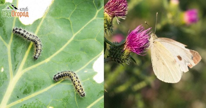 Бабочка капустная (белокочанная): описание, жизненный цикл, как бороться с вредителем