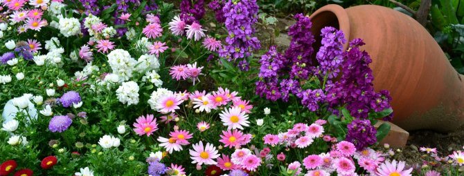 Бордюрные цветы: выбираем бордюр для клумб и садовых дорожек