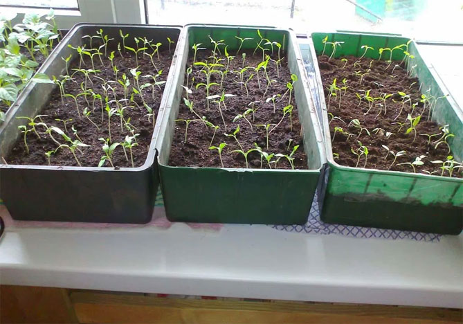 Как и когда сажать помидоры на рассаду: посев семян, сбор, подкормка, уход за растениями