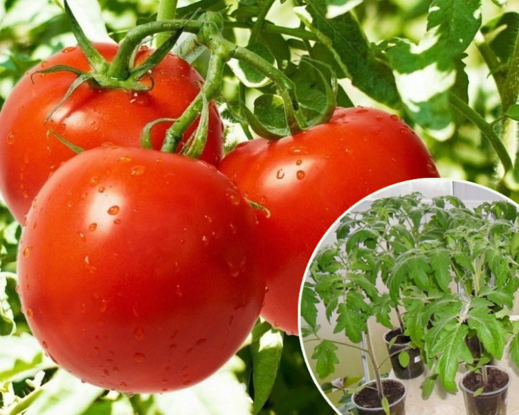 Как и когда сажать помидоры на рассаду: посев семян, сбор, подкормка, уход за растениями