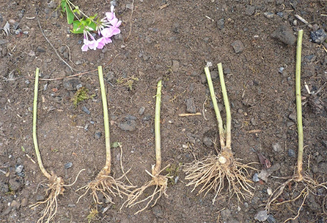 Многолетние флоксы: посадка семенами, выращивание и уход в открытом грунте, фото