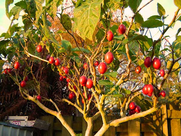 Помидорное дерево тамарилло, как правильно есть и выращивать