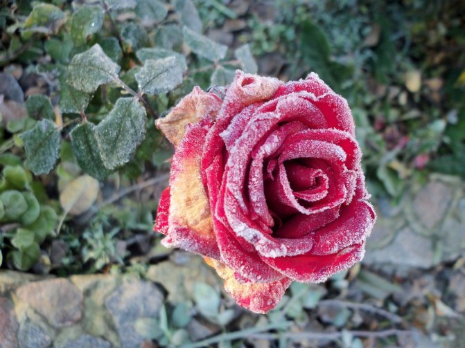 10 распространенных болезней роз: описание и лечение