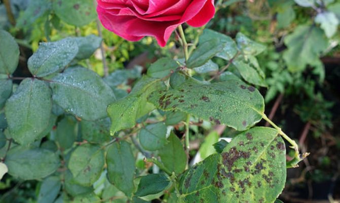 10 распространенных болезней роз: описание и лечение