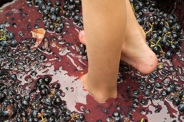 11 простых рецептов приготовления вина из ирги в домашних условиях