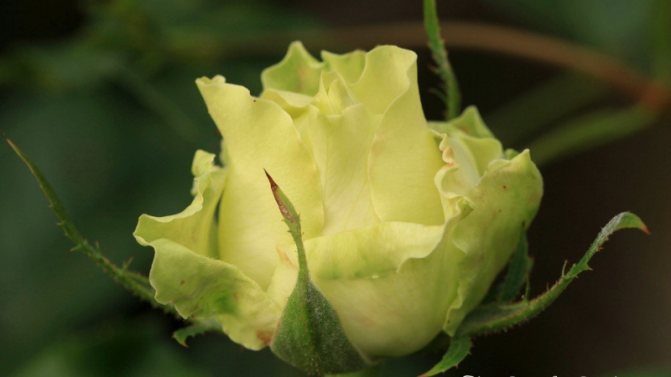 15 самых красивых и нарядных зеленых роз: названия, описание и фото
