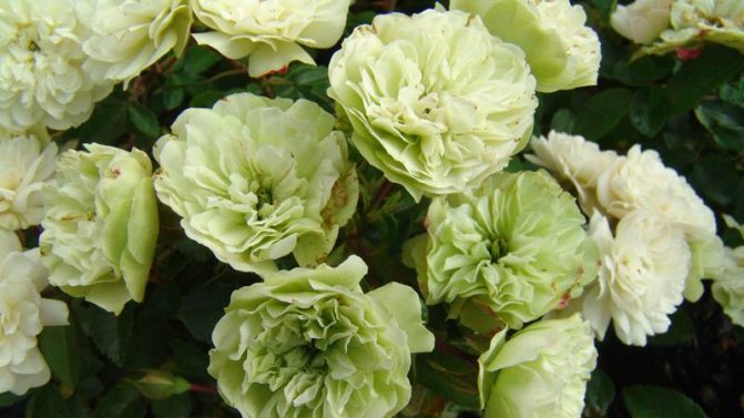 15 самых красивых и нарядных зеленых роз: названия, описание и фото