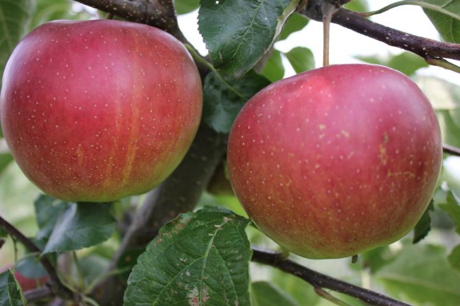 9 летних сортов яблонь — какие вкуснее, летние и позднелетние